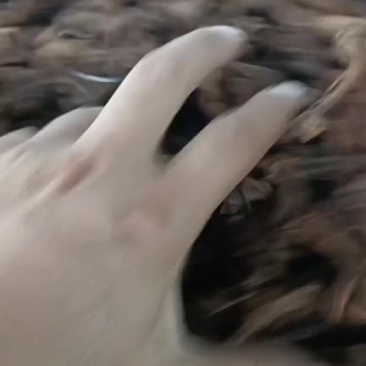 骨碎补