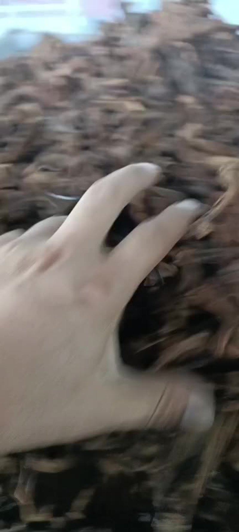 骨碎补