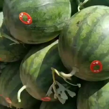 甜王西瓜大量上市，花无籽西瓜，价格美丽，口感脆甜，欢迎咨询！