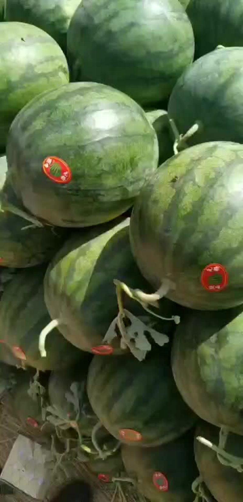 甜王西瓜大量上市，花无籽西瓜，价格美丽，口感脆甜，欢迎咨询！