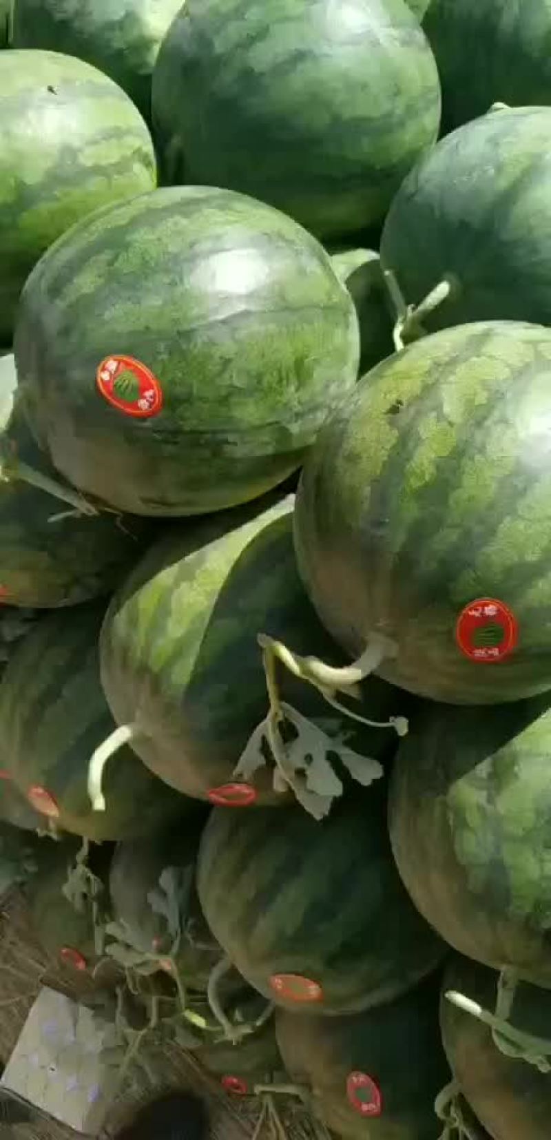 甜王西瓜大量上市，花无籽西瓜，价格美丽，口感脆甜，欢迎咨询！