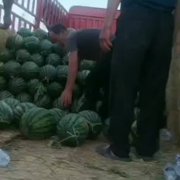 甜王西瓜大量上市，陕西渭南价格美丽，口感脆甜，欢迎咨询！