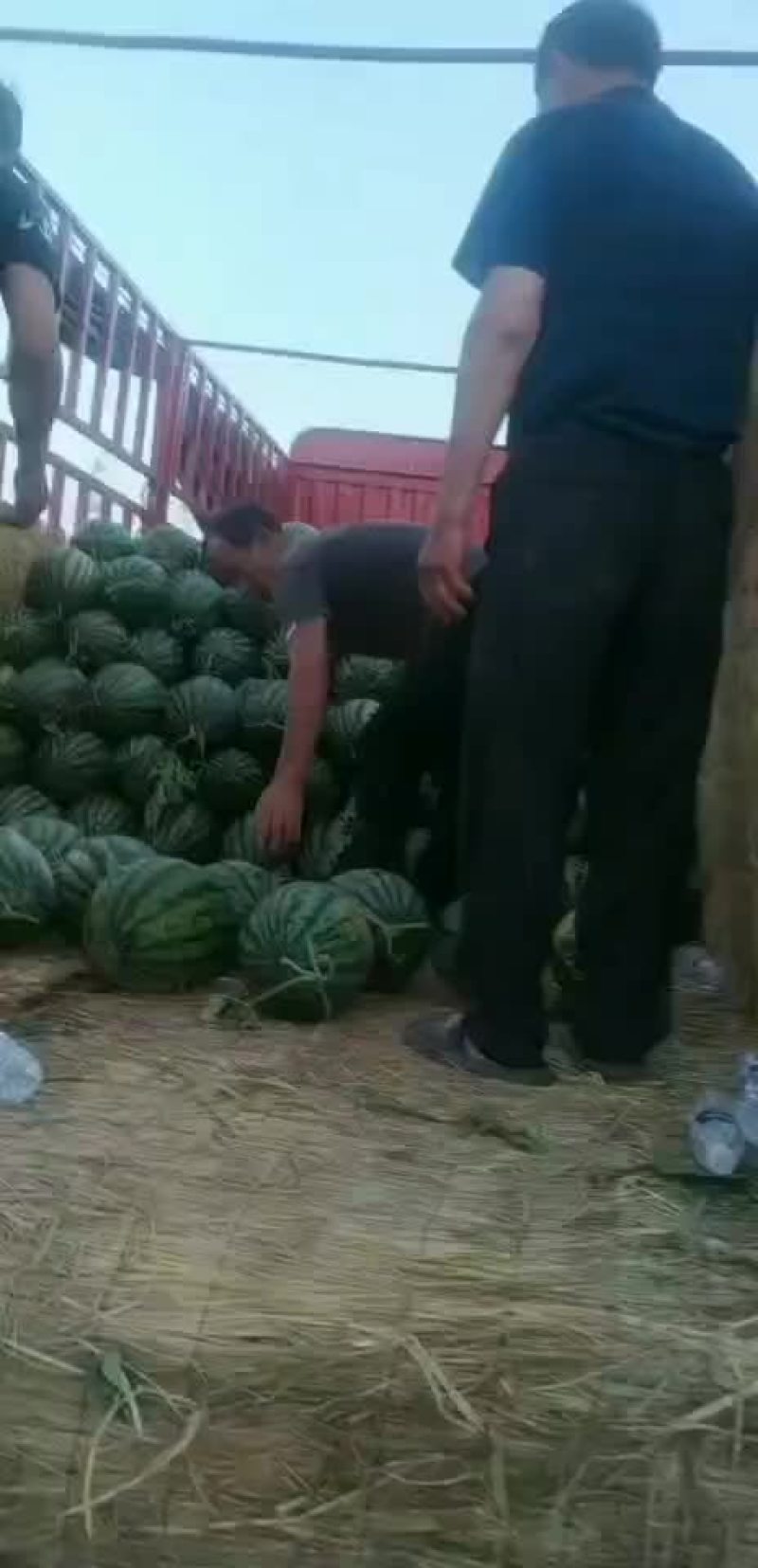 甜王西瓜大量上市，陕西渭南价格美丽，口感脆甜，欢迎咨询！