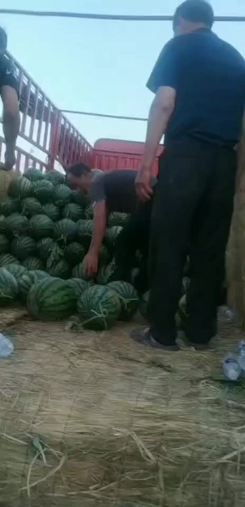 甜王西瓜大量上市，陕西渭南价格美丽，口感脆甜，欢迎咨询！