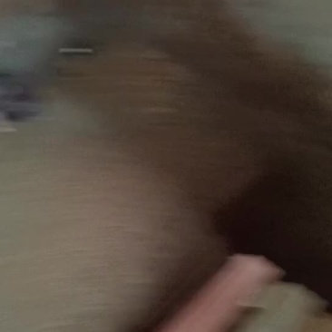 大量供应小猪种猪母猪商品猪。需要购买抓紧了。