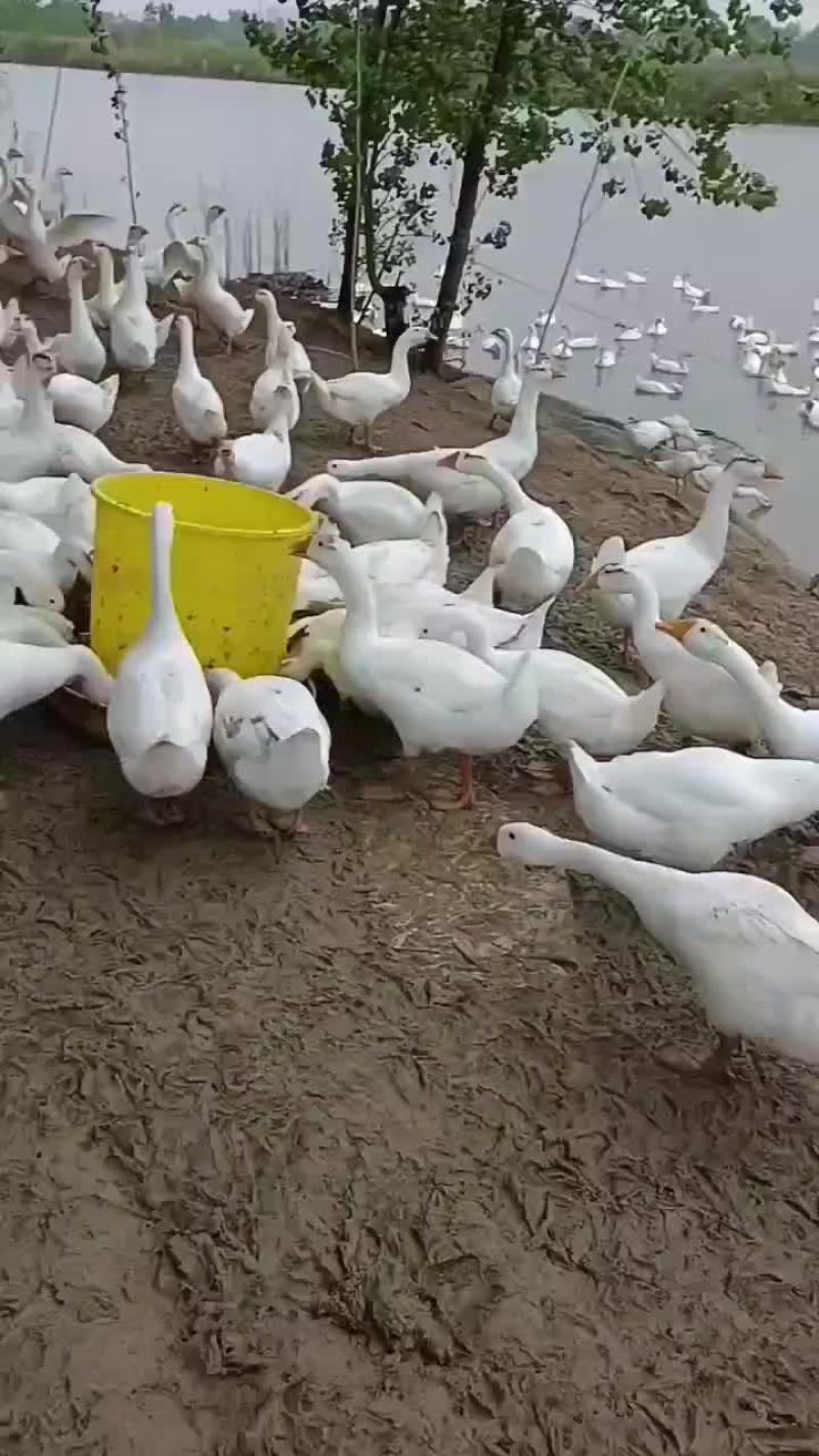 新鲜仔鹅