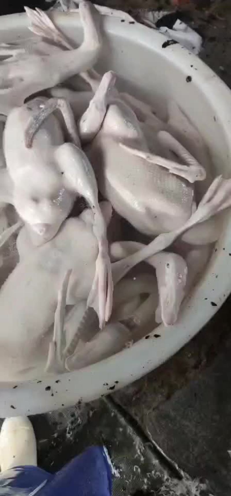 新鲜仔鹅