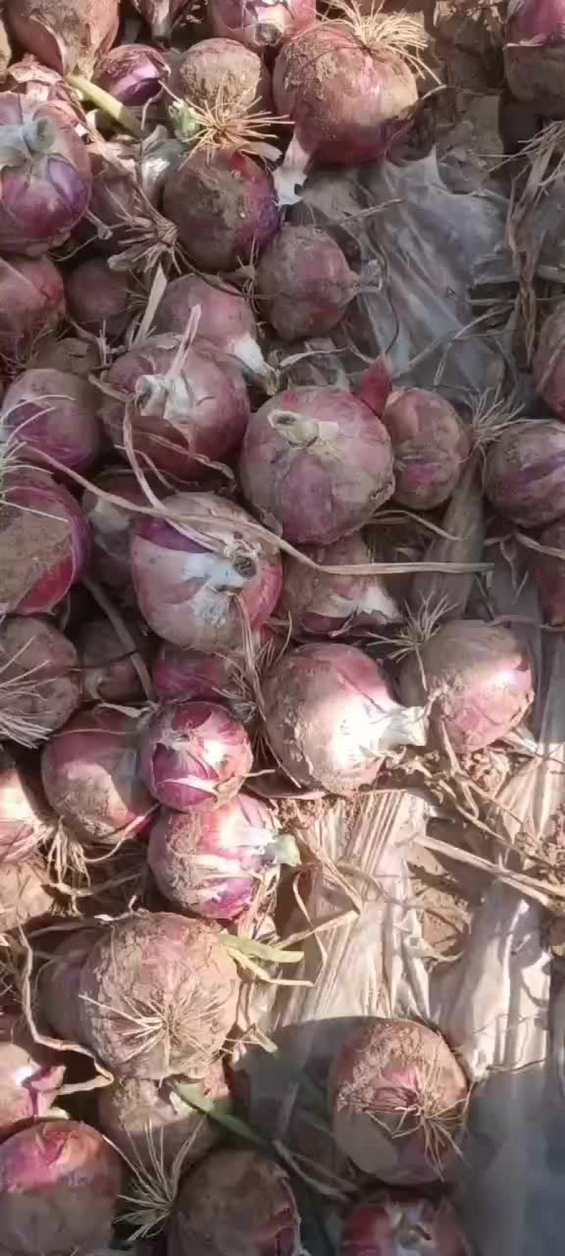 洋葱上市要的老板前来选购