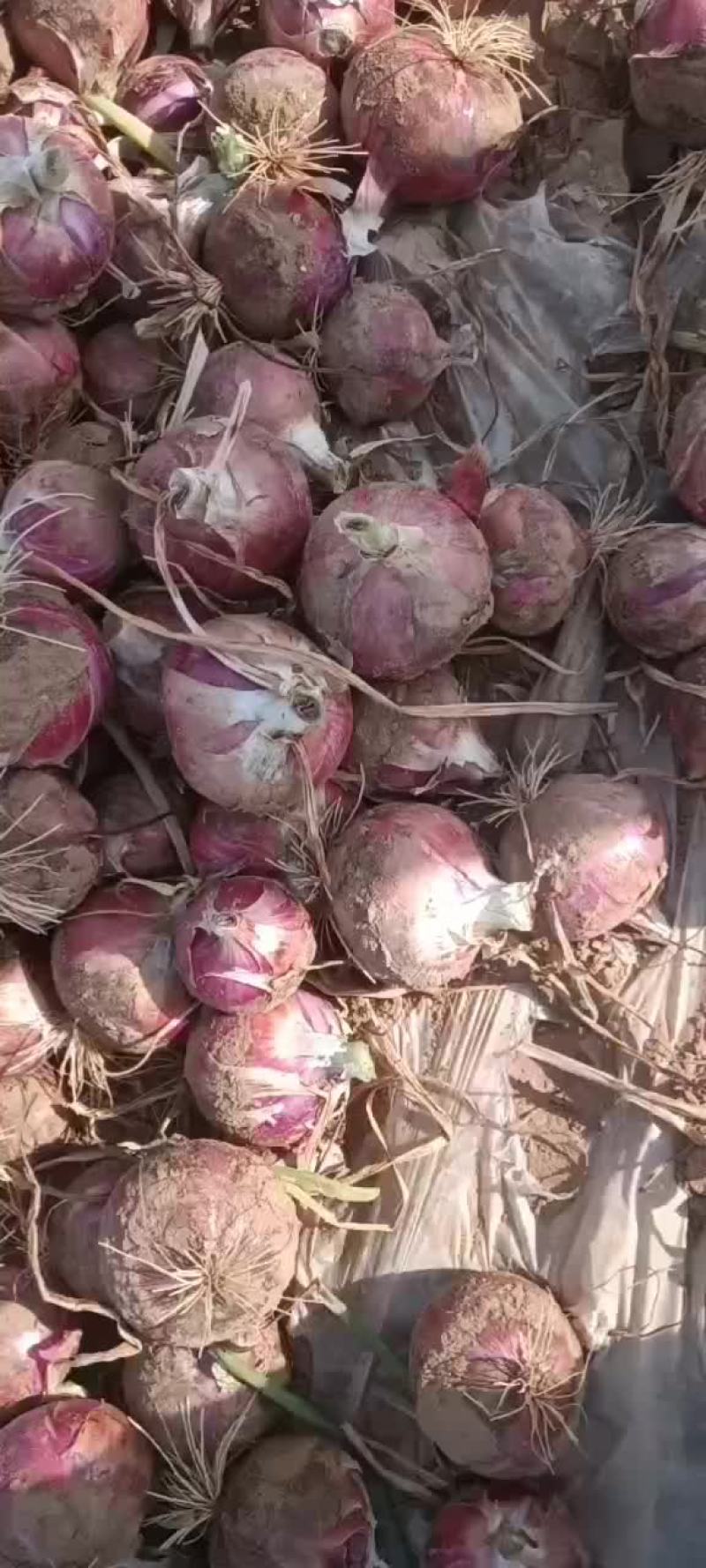 洋葱上市要的老板前来选购