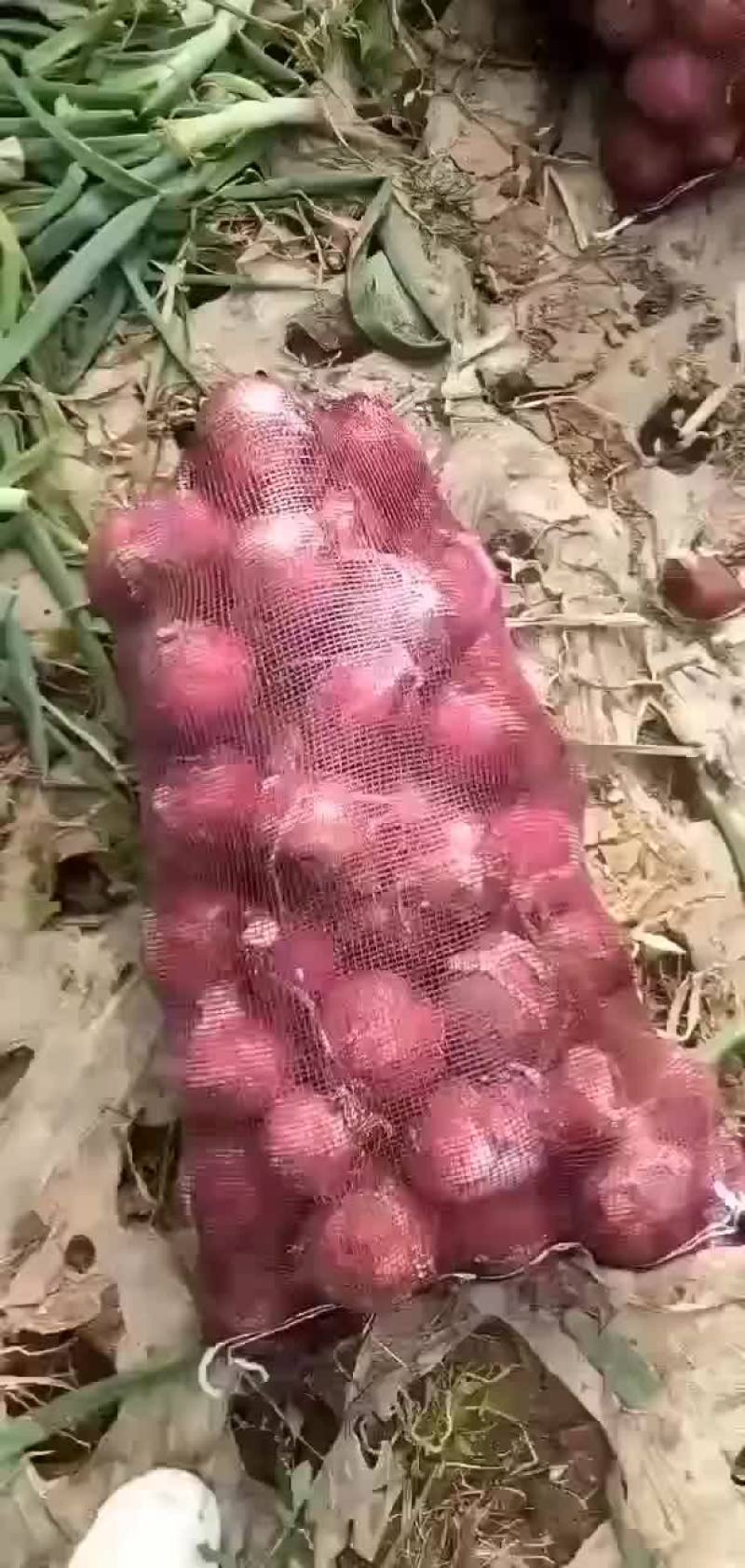 洋葱上市要的老板前来选购