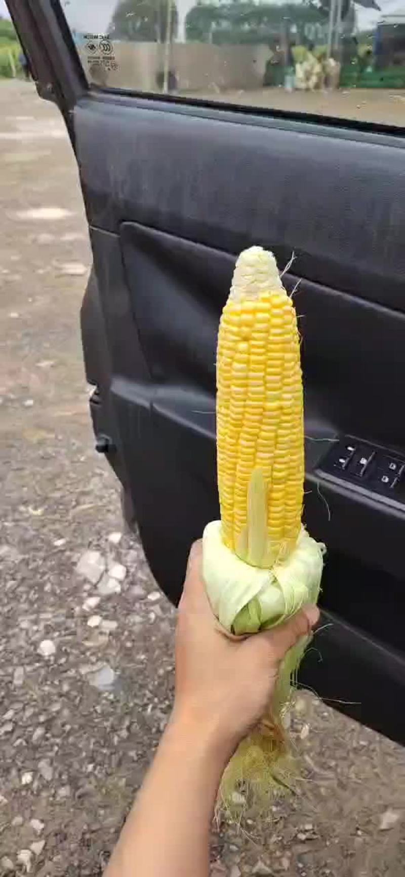 甜玉米