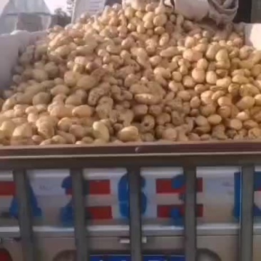 邢台柏乡，土豆，大量上市中