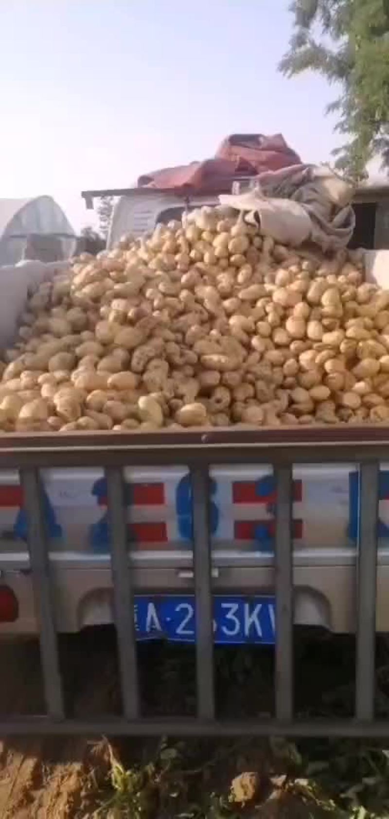 邢台柏乡，土豆，大量上市中