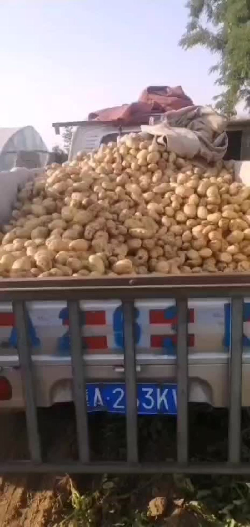 邢台柏乡，土豆，大量上市中