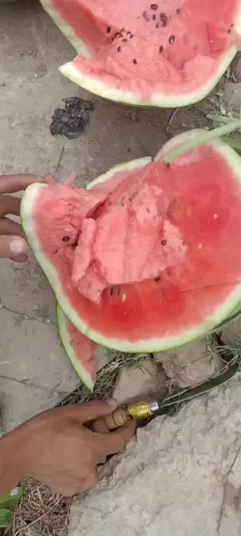 甜王西瓜8424美都