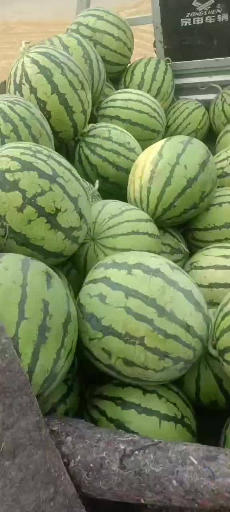 甜王西瓜8424美都