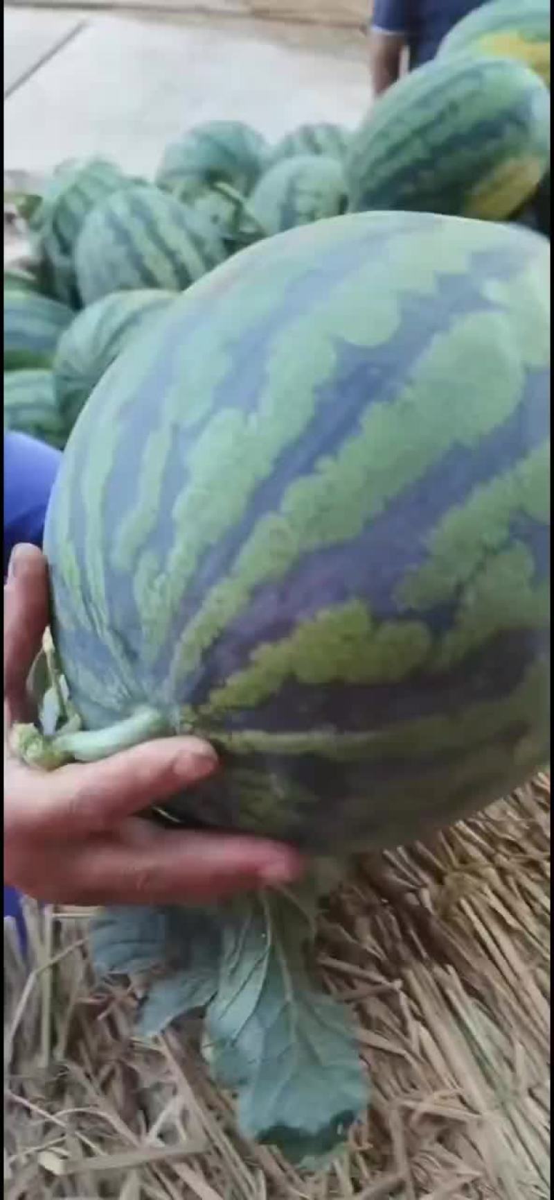 甜王西瓜8424美都