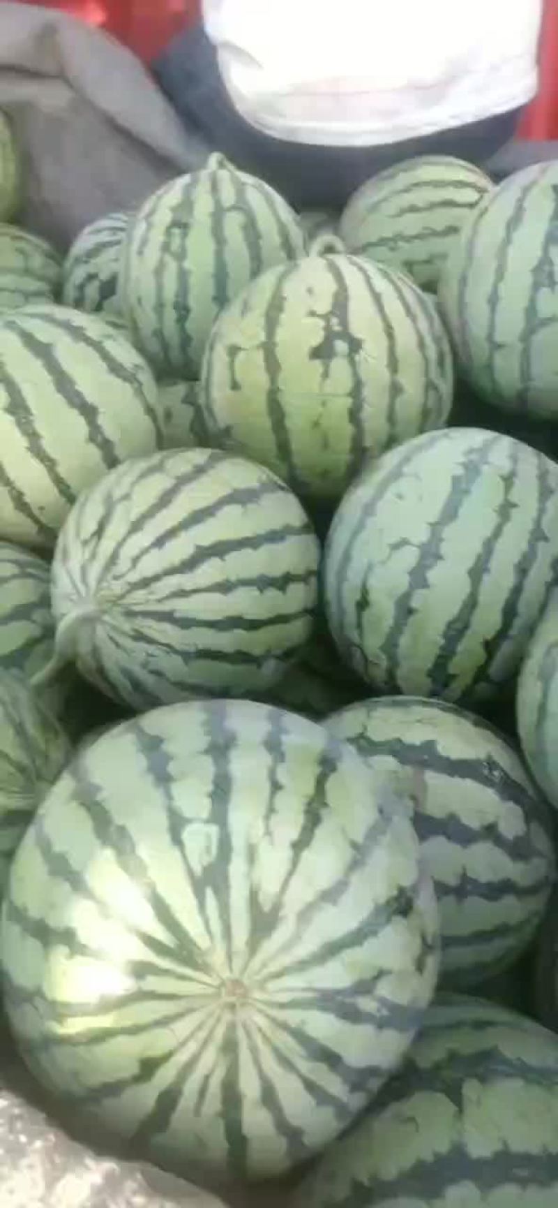 甜王西瓜8424美都