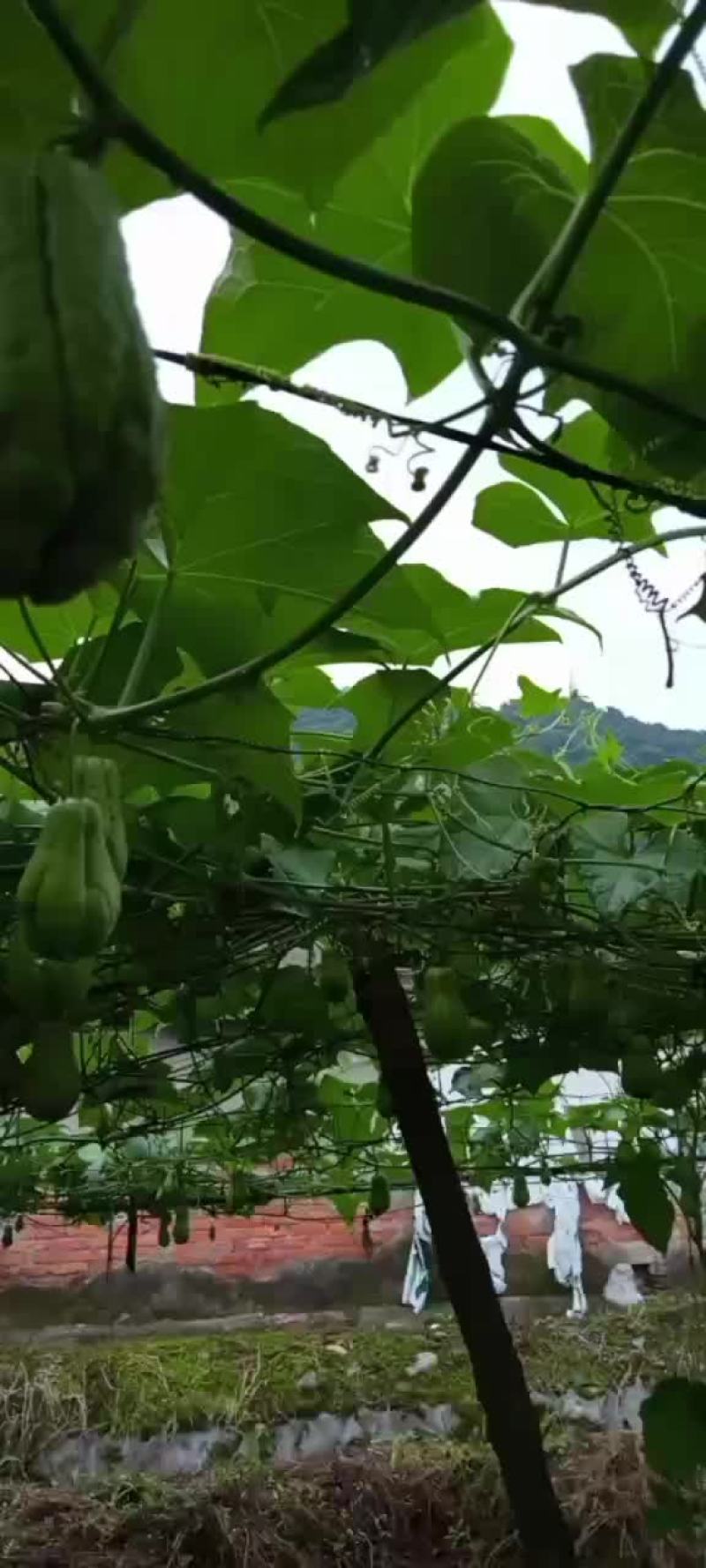 土耳瓜，佛手瓜