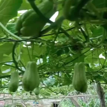 土耳瓜，佛手瓜