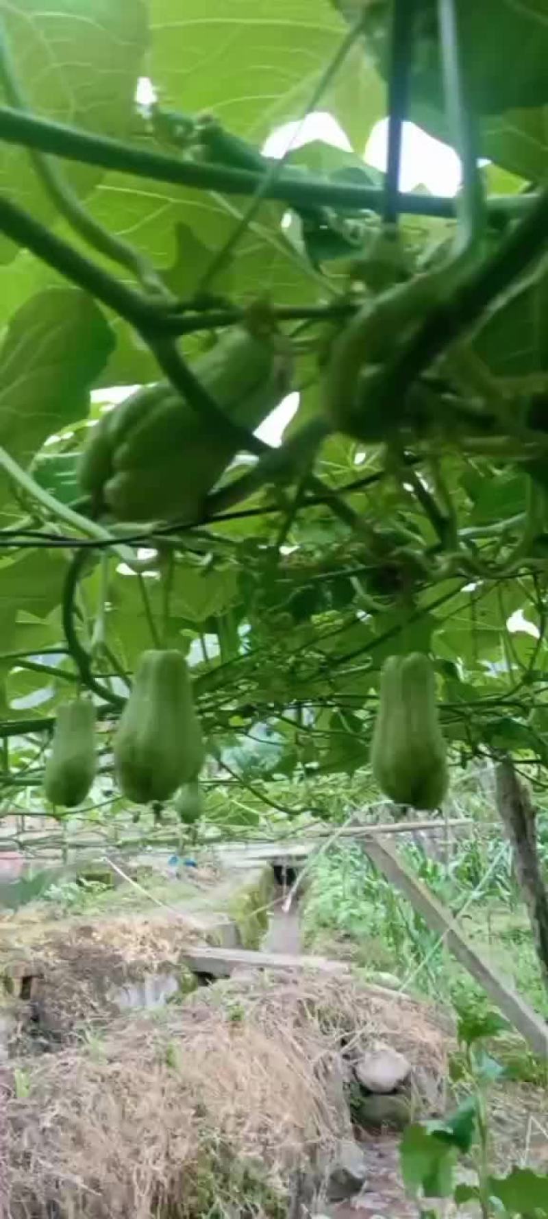 土耳瓜，佛手瓜