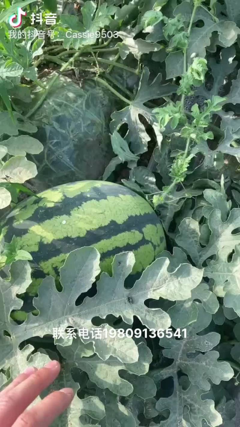 锦王西瓜