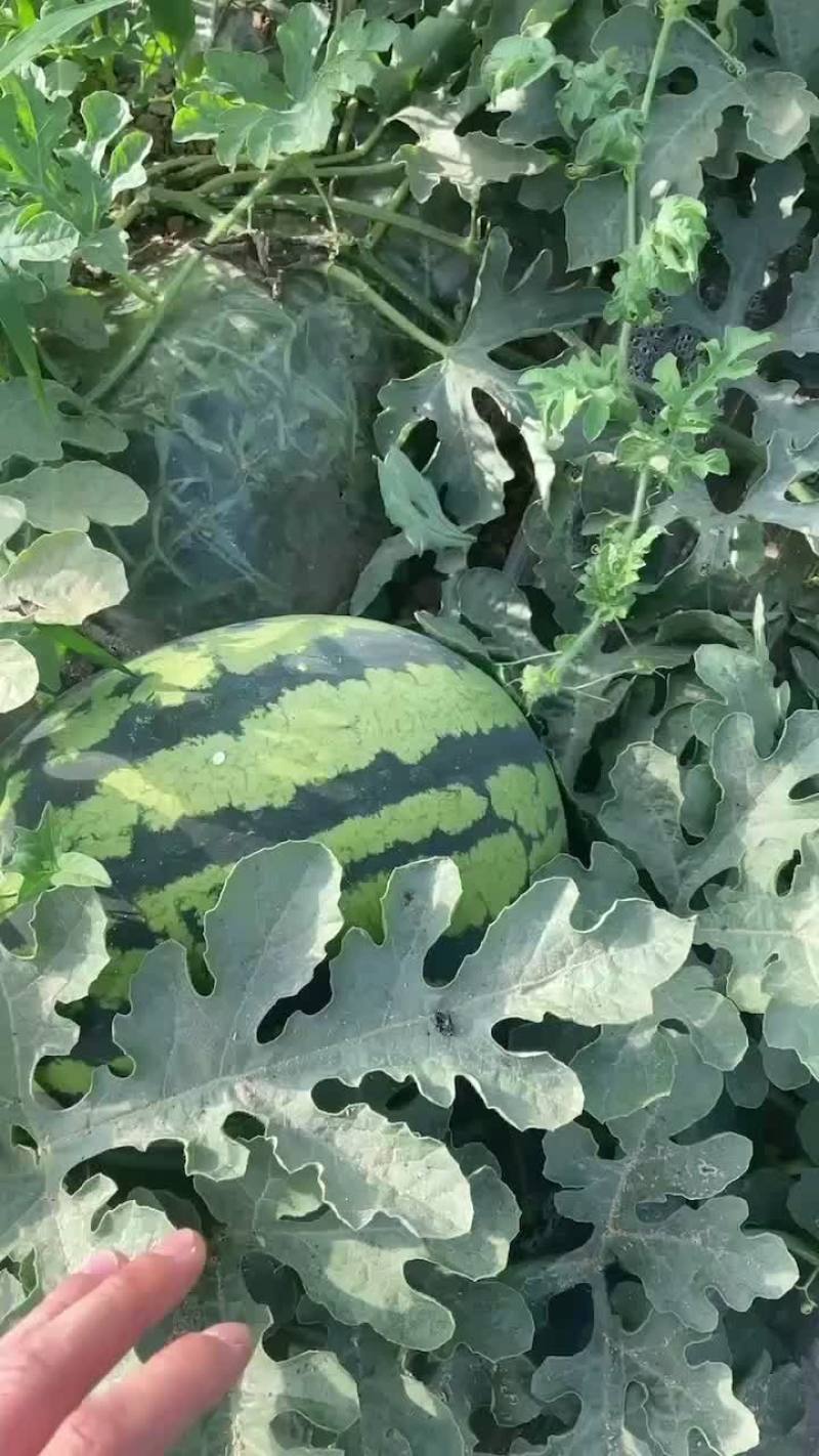 锦王西瓜