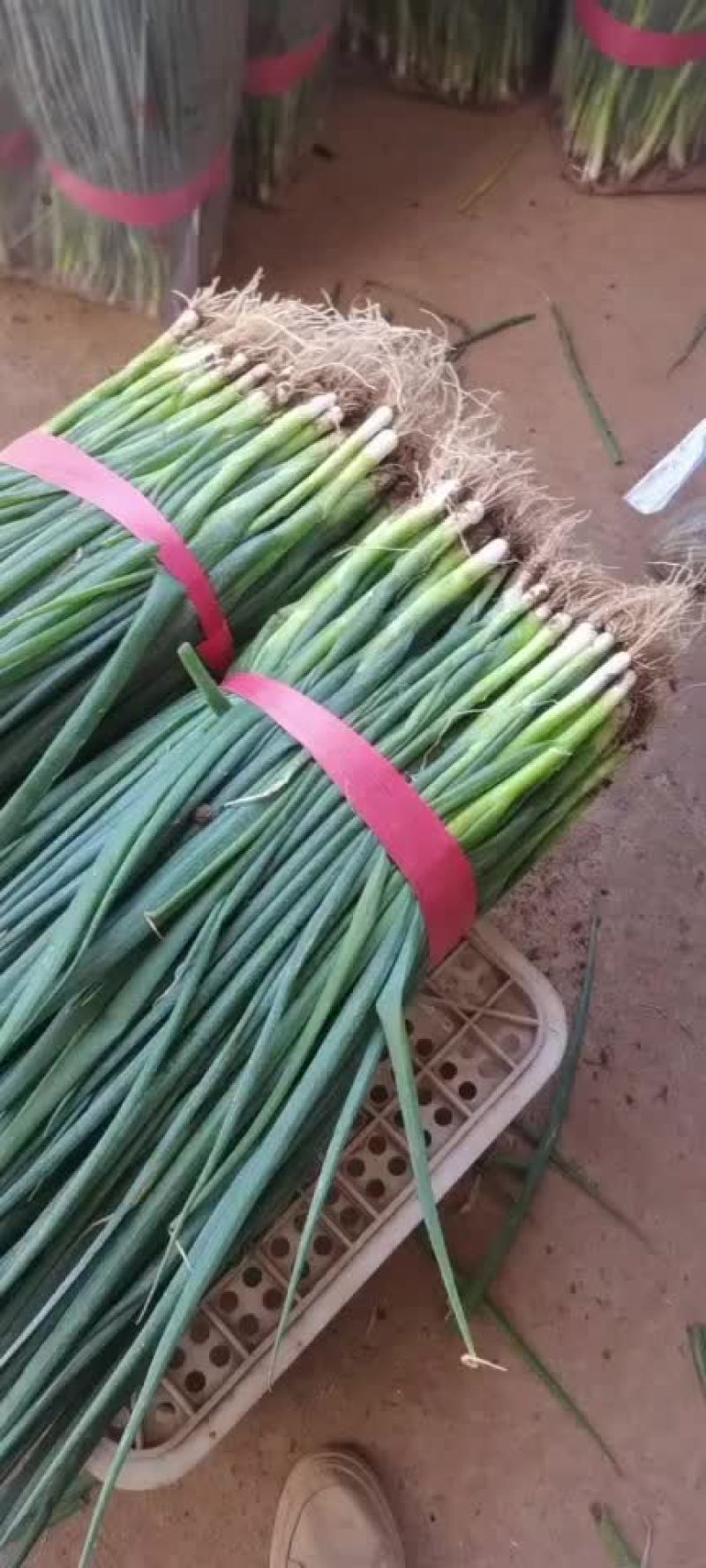 小葱