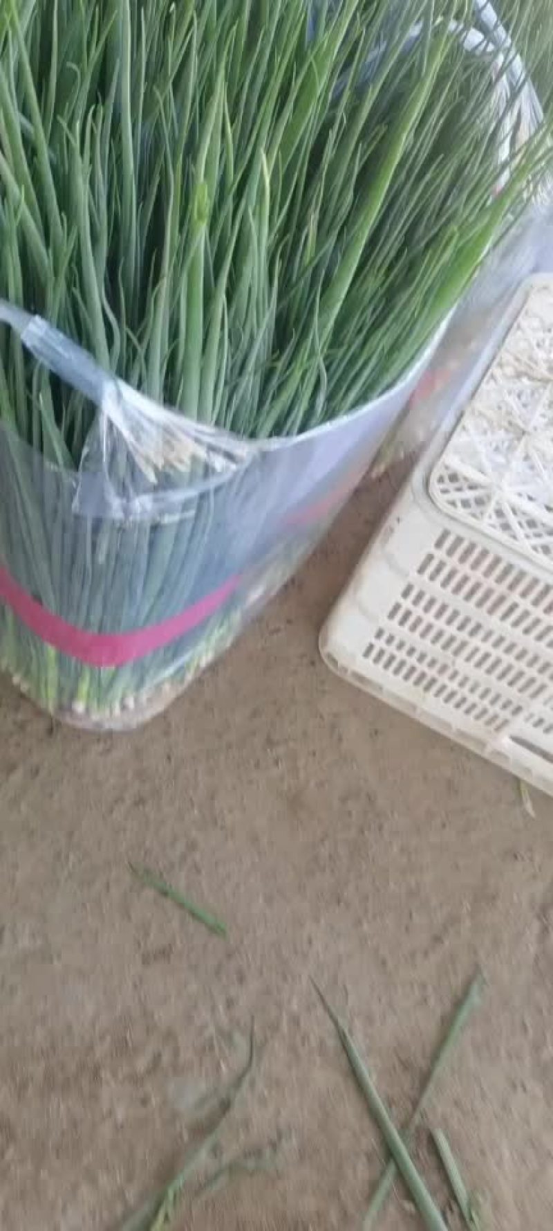 小葱