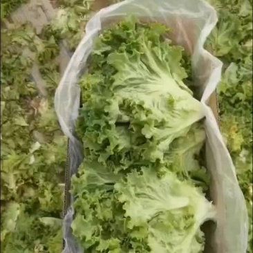 散叶生菜