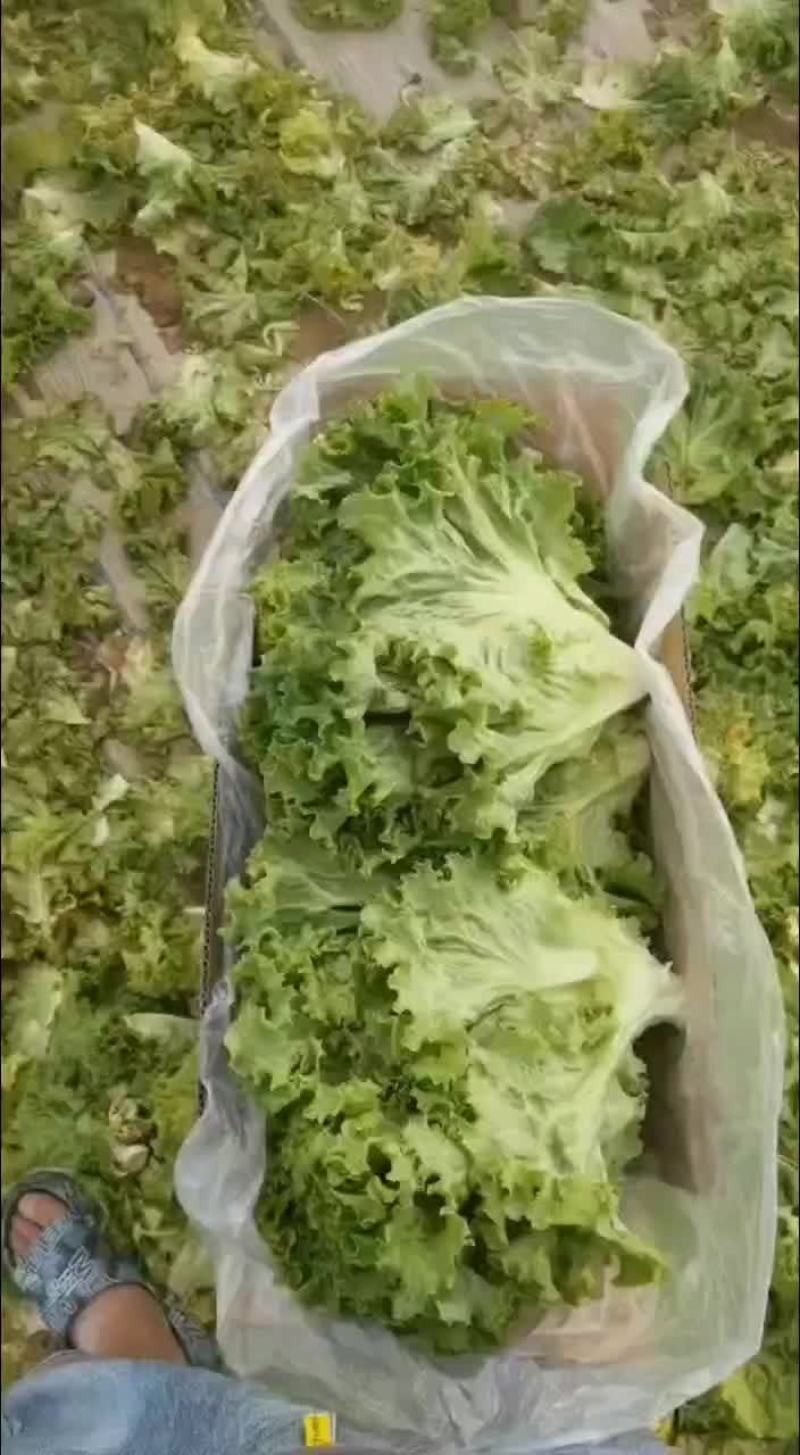 散叶生菜