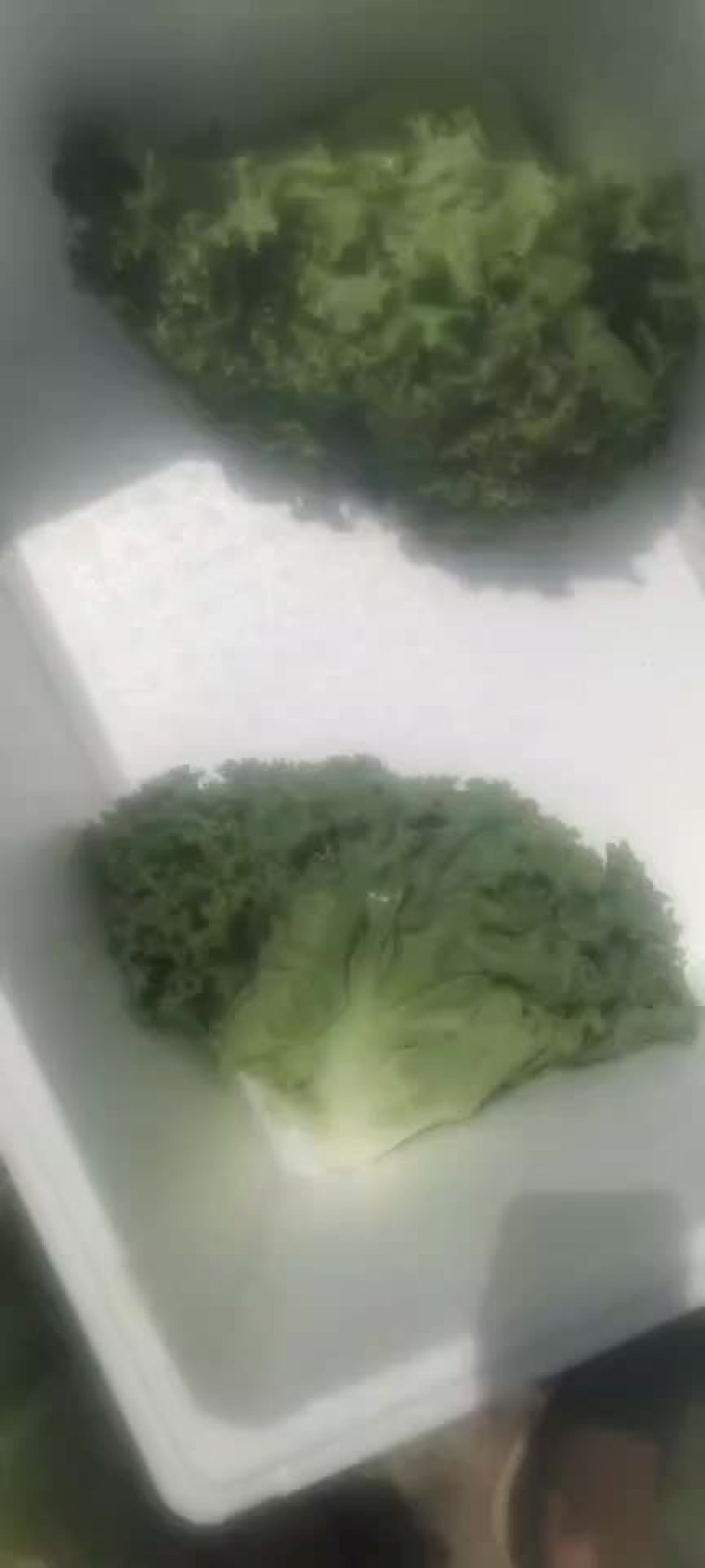 散叶生菜