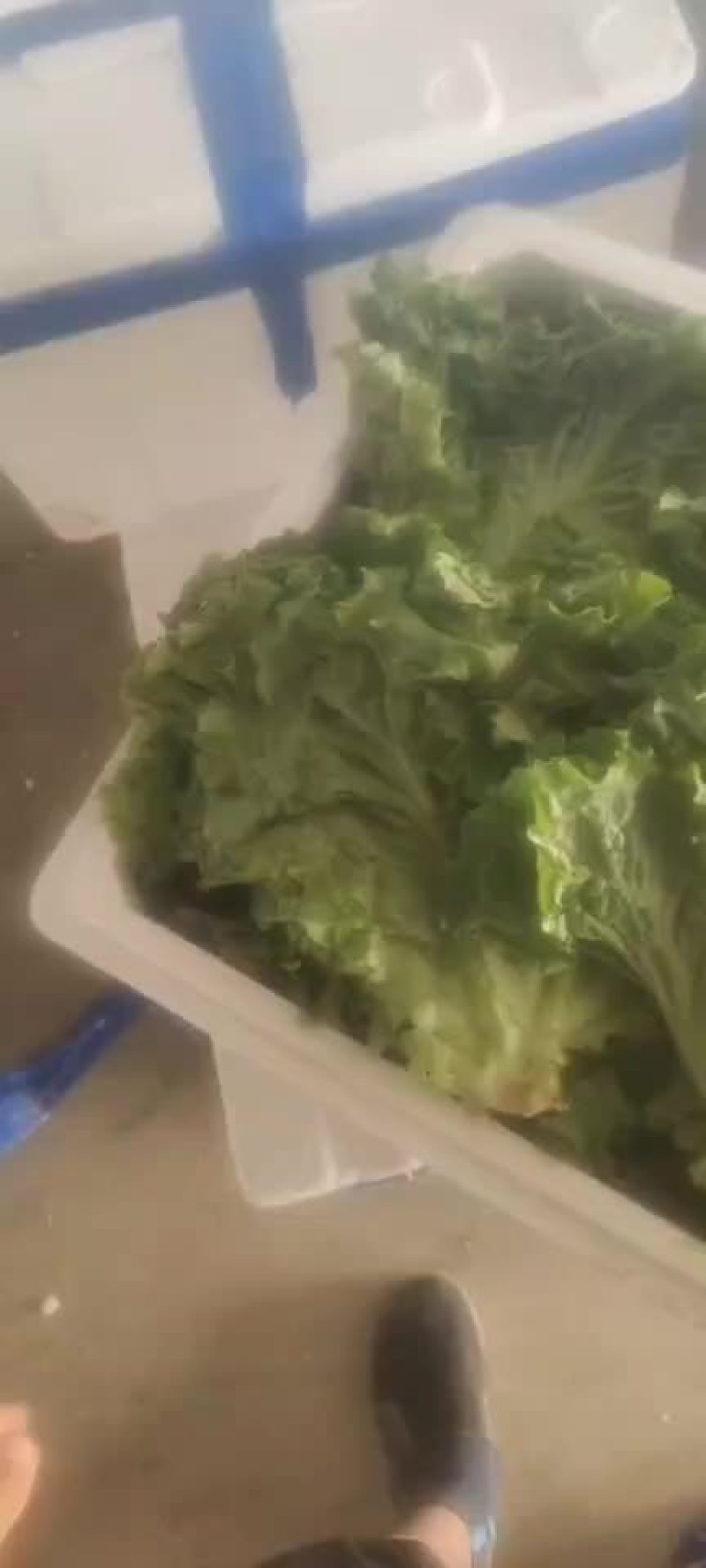 散叶生菜