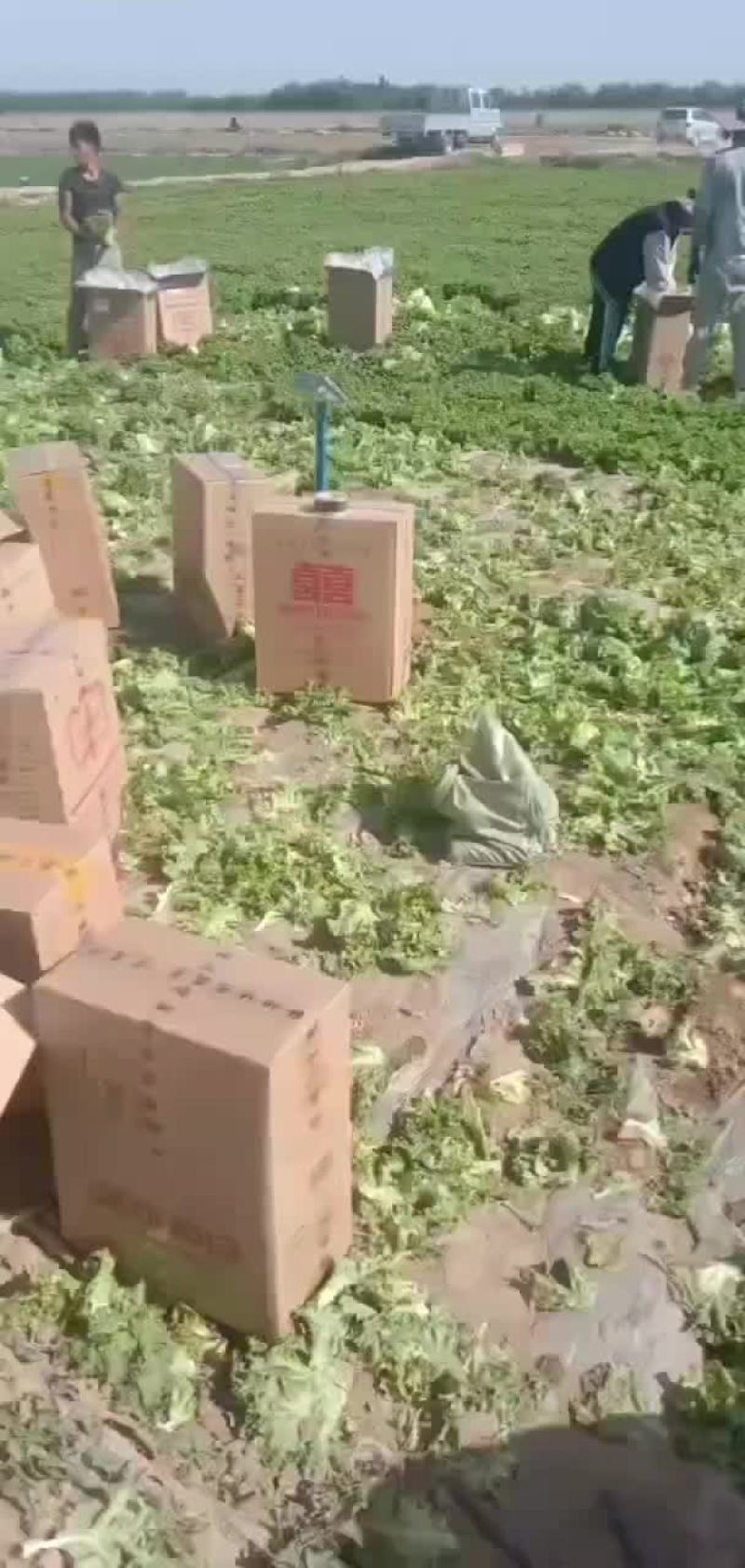 散叶生菜