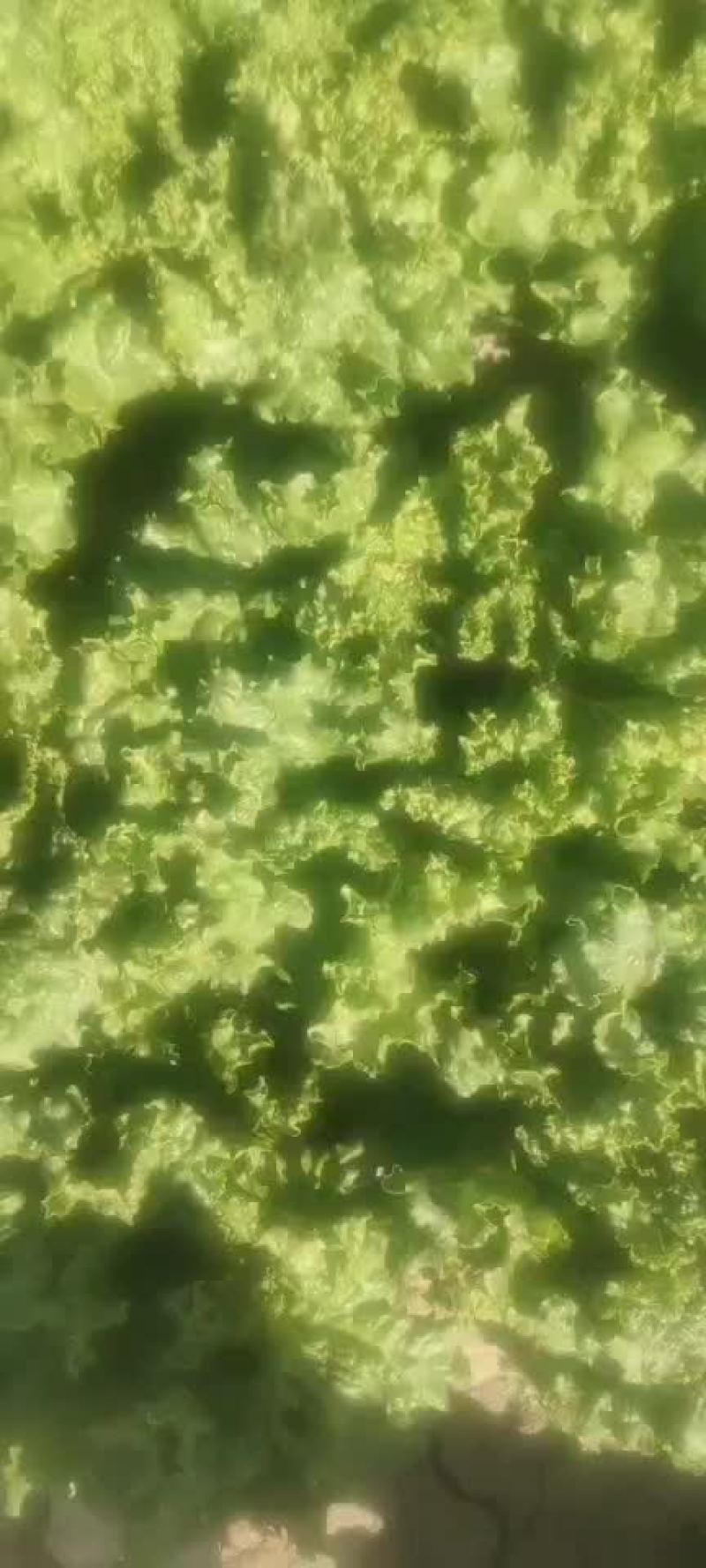 散叶生菜