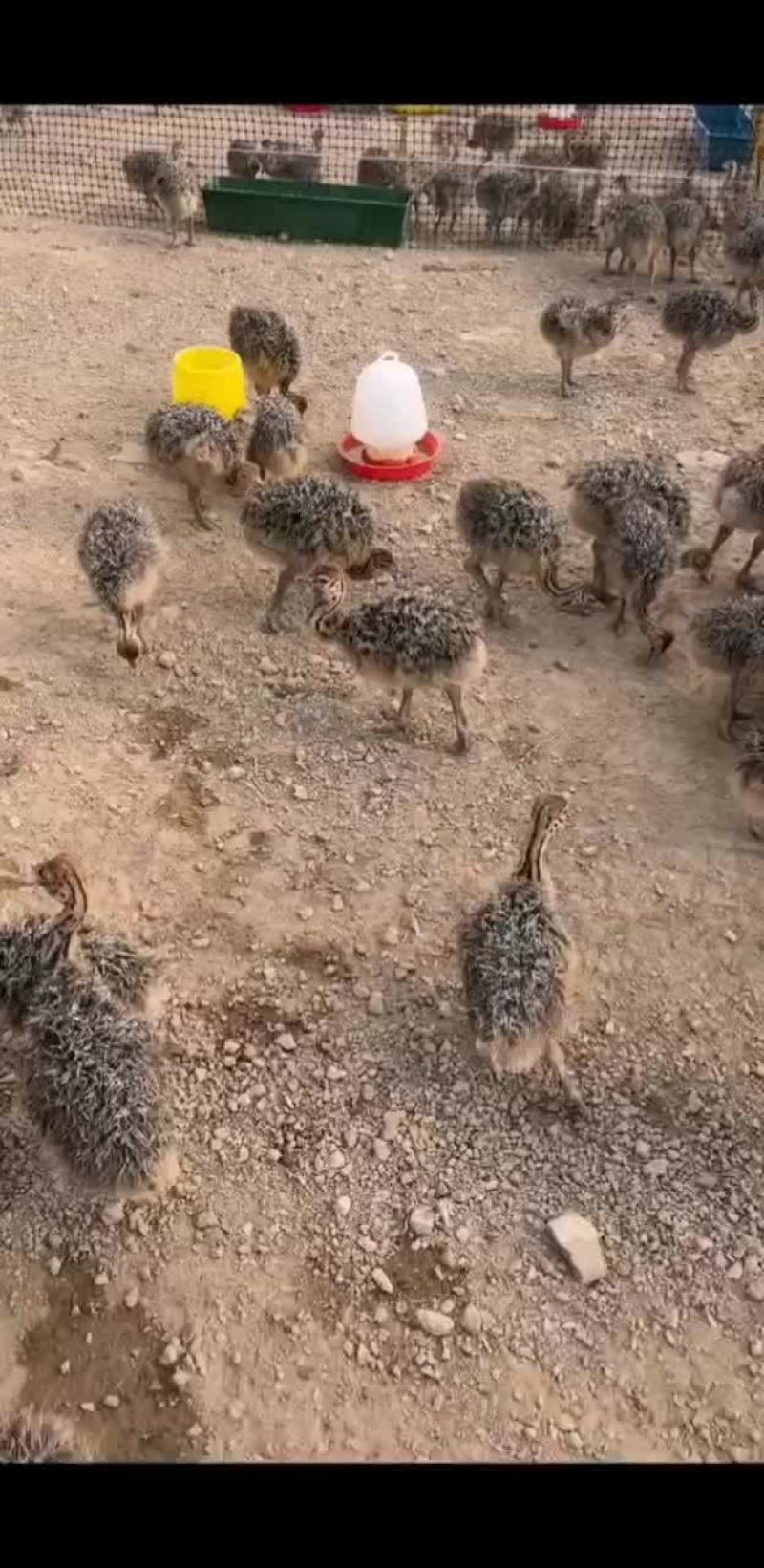 非洲鸵鸟苗，基地直发，两只包邮，支持全国发货，包邮包活