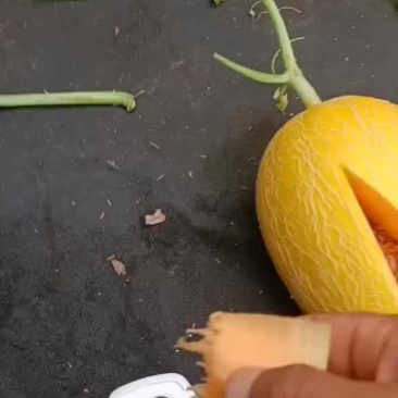 精品久红瑞哈密瓜
