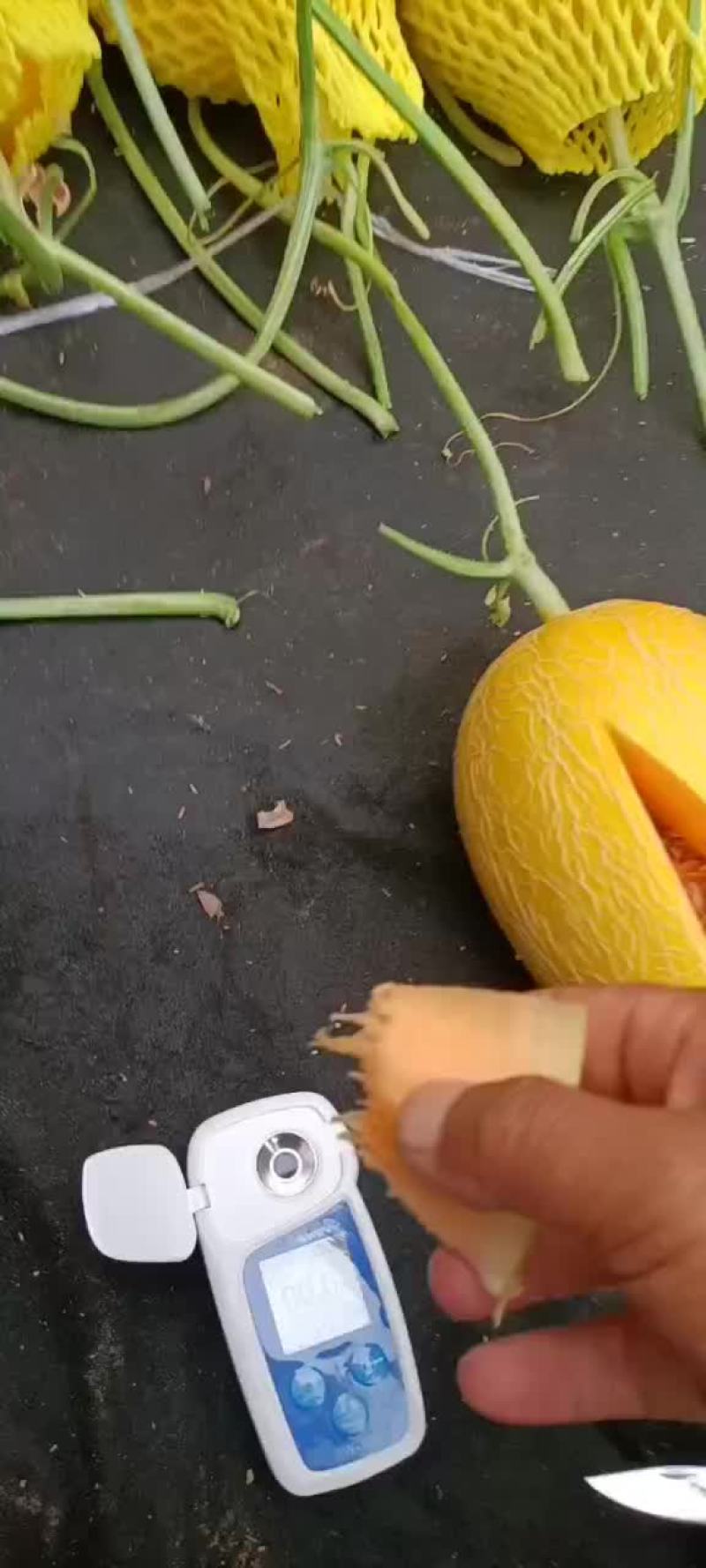 精品久红瑞哈密瓜