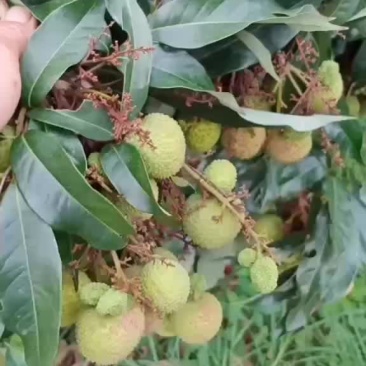 妃子笑荔枝