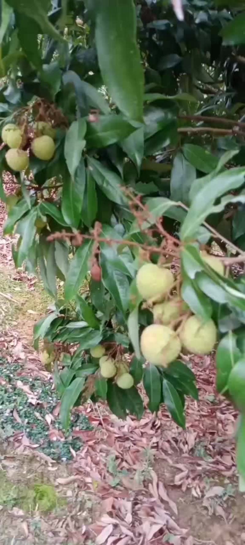 妃子笑荔枝