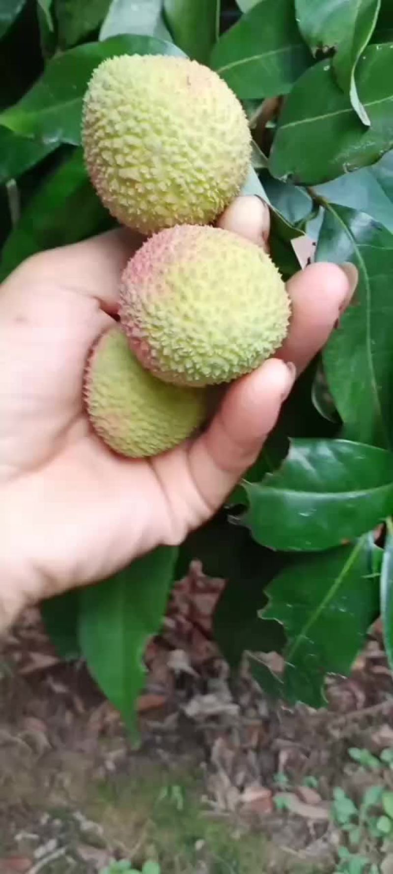 妃子笑荔枝