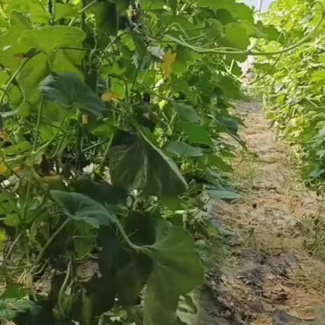 甜瓜