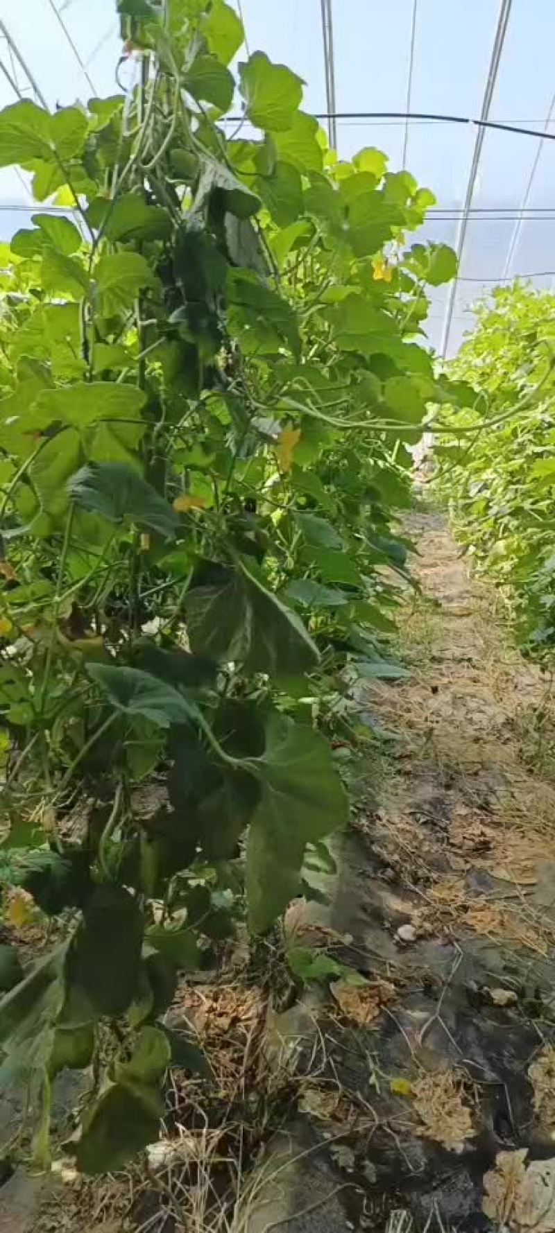 甜瓜
