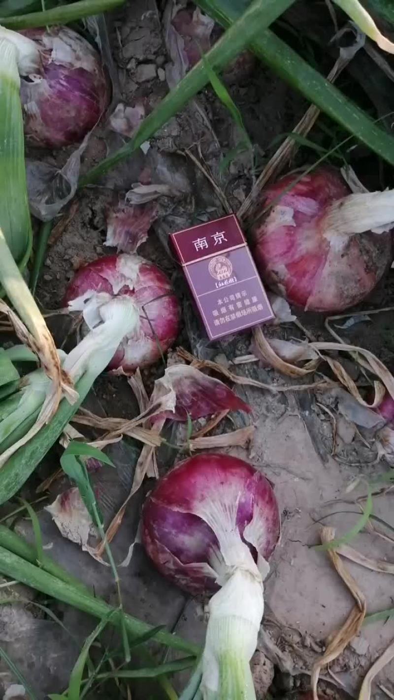 紫皮洋葱