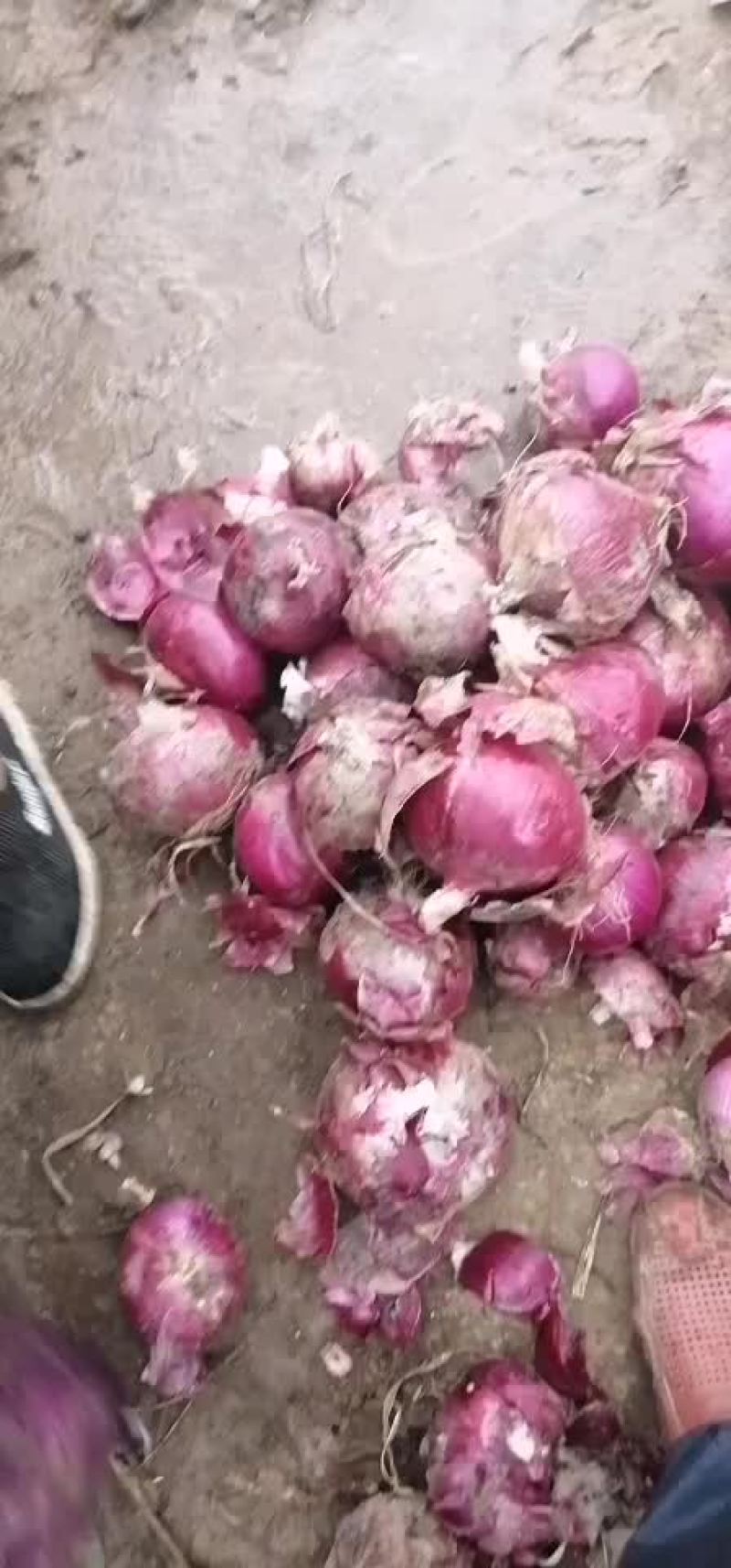 紫皮洋葱