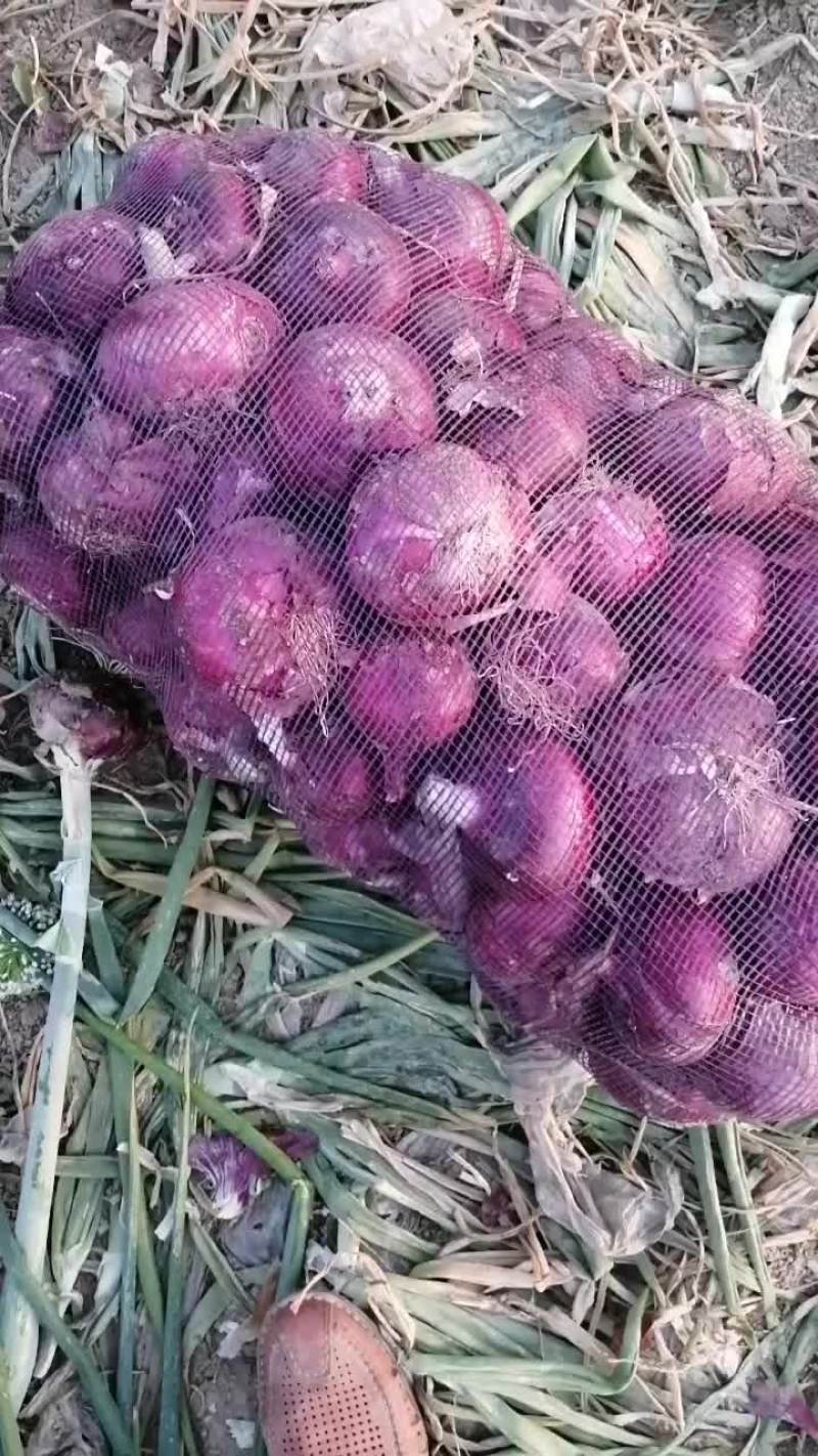 紫皮洋葱
