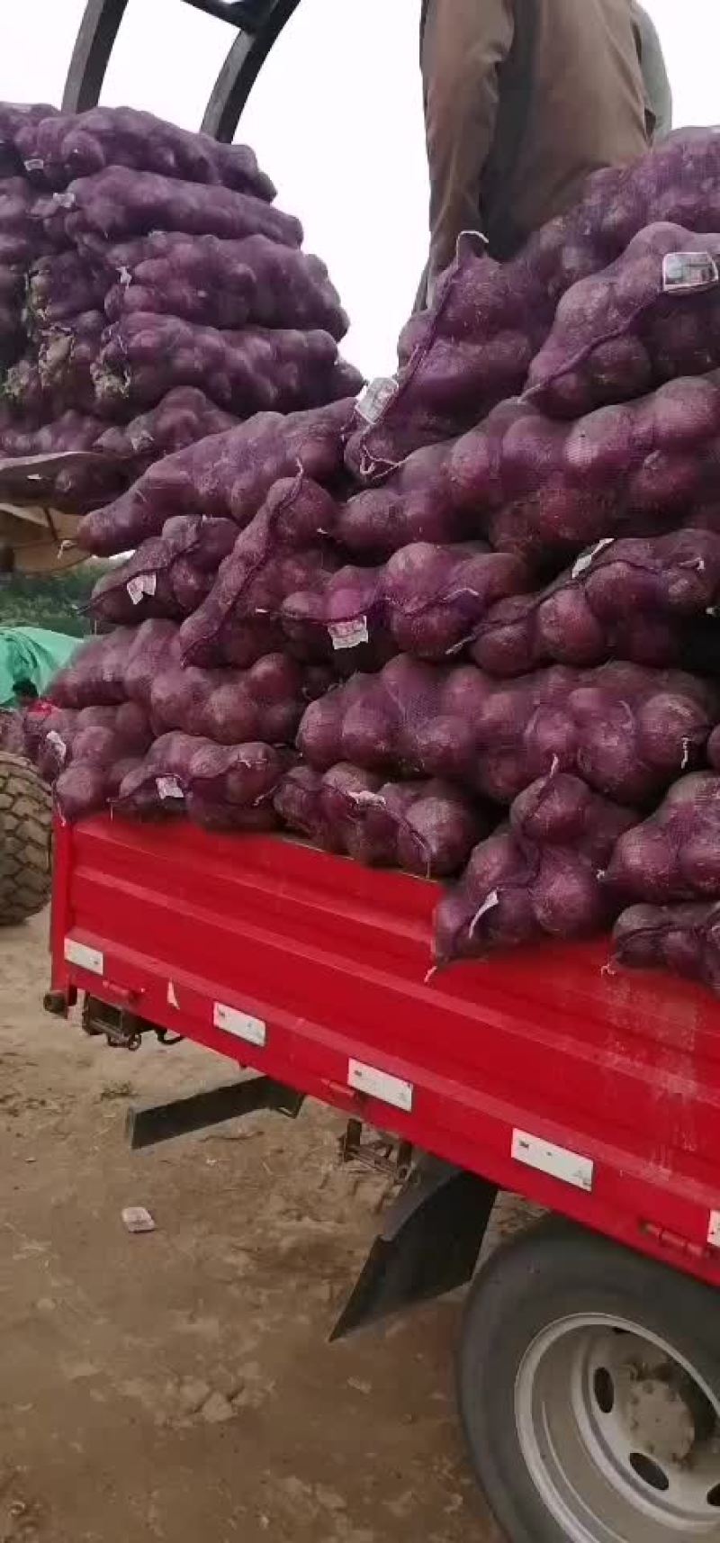 紫皮洋葱