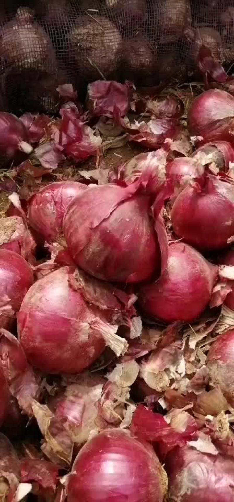 紫皮洋葱