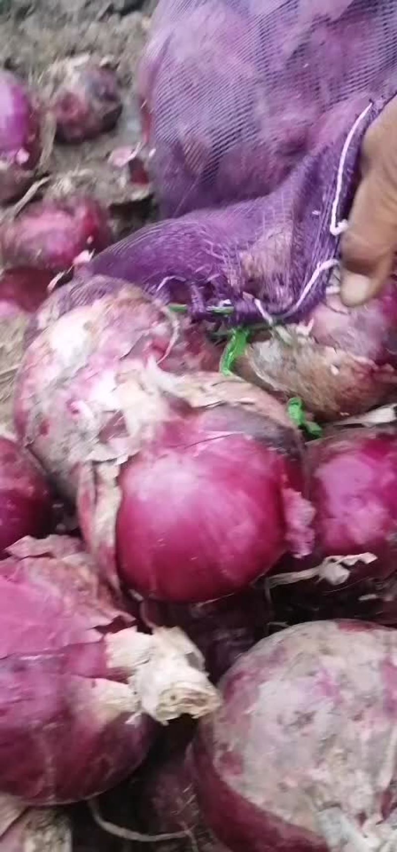 紫皮洋葱