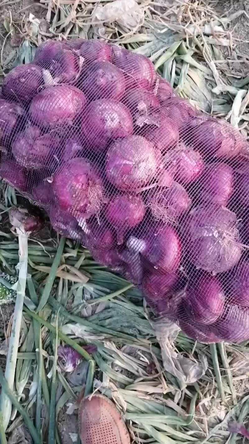 紫皮洋葱